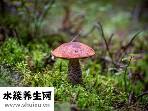 曬干的蘑菇怎么吃