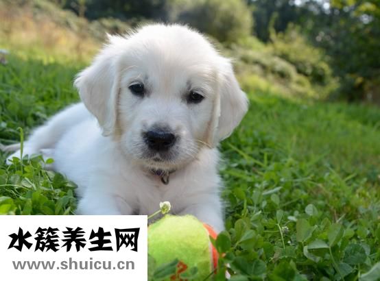 小金毛打蟲藥怎么吃