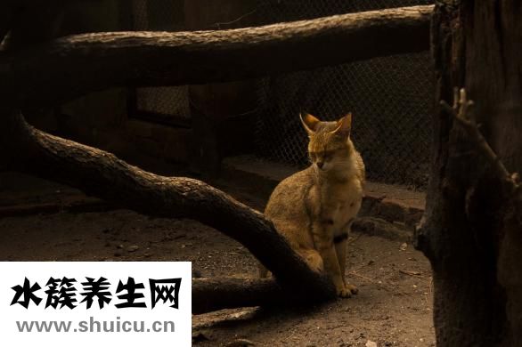 別人說我矮怎么反駁