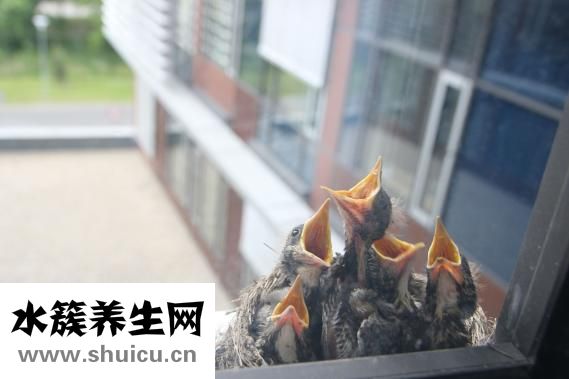 衛生間立管怎么包