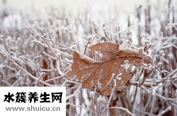 養肺秋梨膏怎么吃