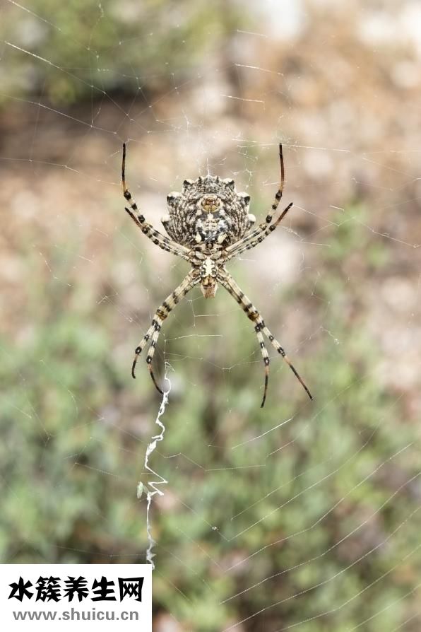 被白蜘蛛咬了怎么辦