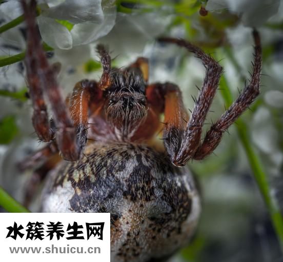 被白蜘蛛咬了怎么辦