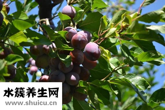 三華李怎么腌才好吃