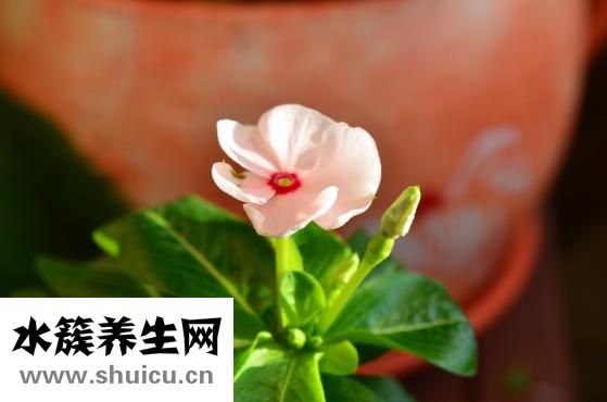 百香果皮怎么煲湯