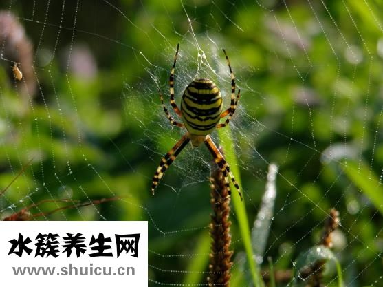 被白蜘蛛咬了怎么辦