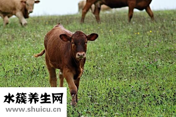 牛犢漲肚怎么回事