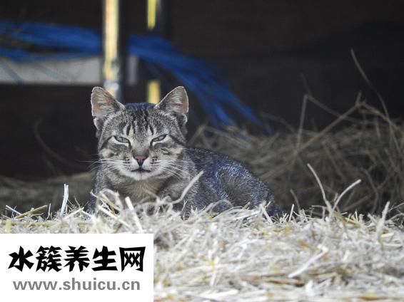 怎么看貓咪懷孕