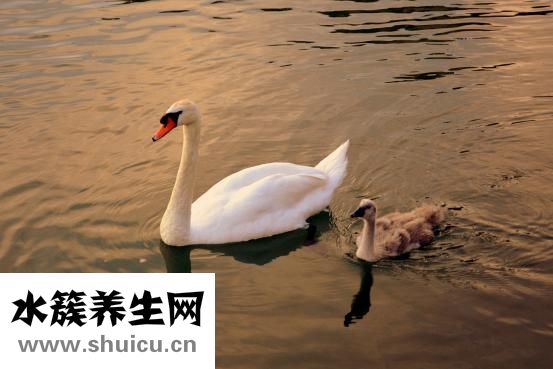 媽媽要找叔叔怎么辦