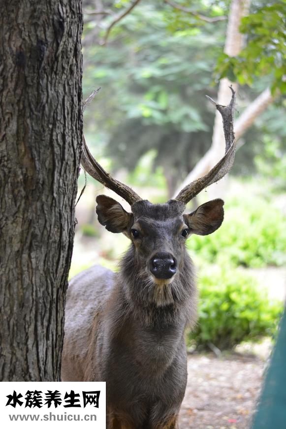 孕婦眼壓高怎么辦