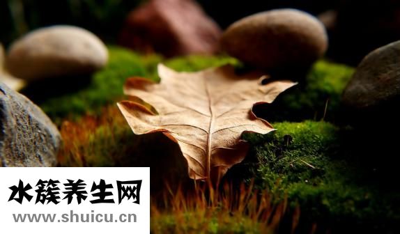 苔蘚墻怎么做