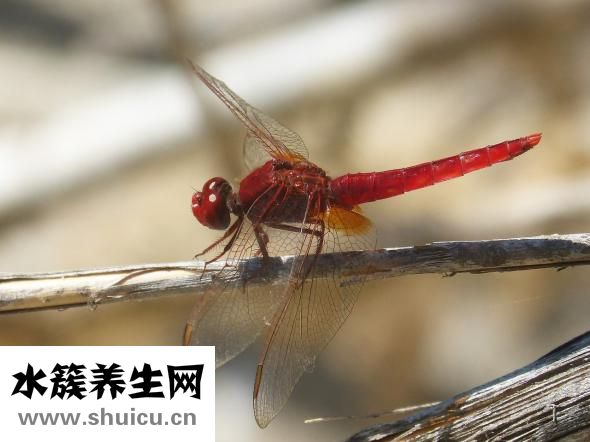 穿耳洞后紅腫怎么辦