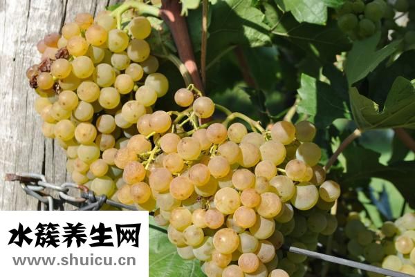 大量葡萄怎么保存