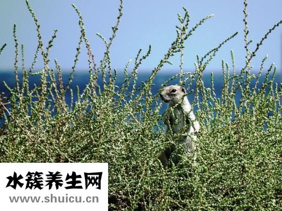 羊角斷了流血怎么辦