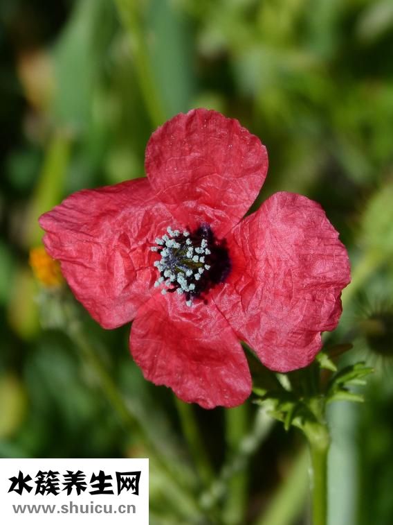 秋天的蕙蘭怎么養