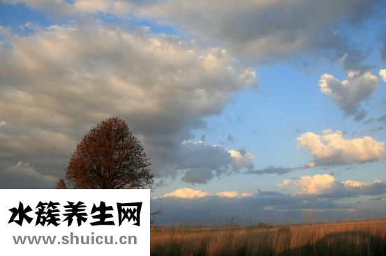 紅燭花怎么養(yǎng)