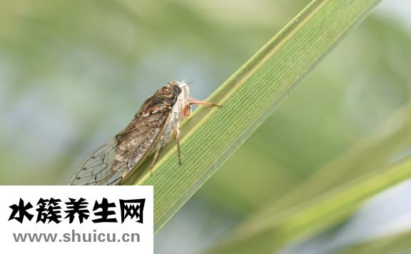 梅核氣怎么得的