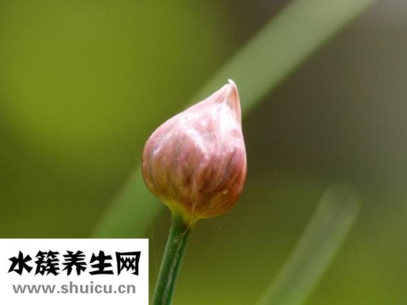水韭菜怎么養