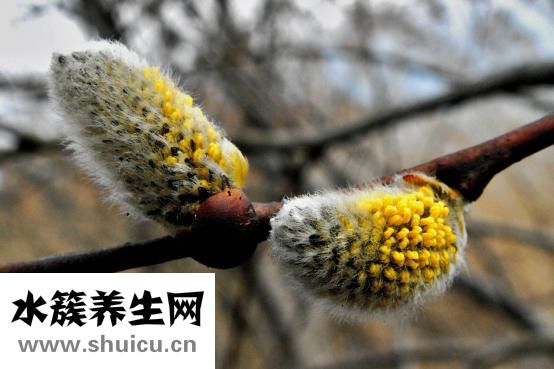 基枝藻怎么培養(yǎng)