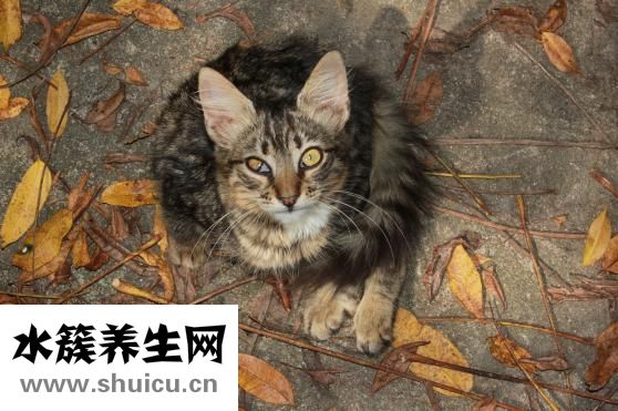 完善時光之眼怎么做