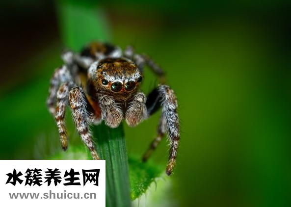 被白蜘蛛咬了怎么辦