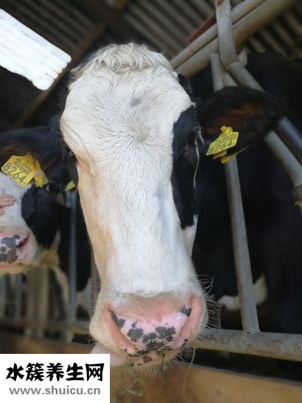 牛肉和蘿卜怎么燒