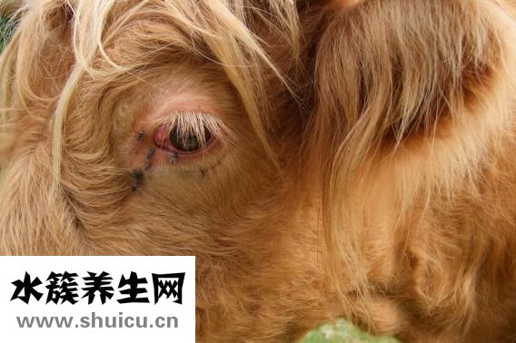 牛肉和蘿卜怎么燒