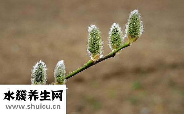 基枝藻怎么培養(yǎng)