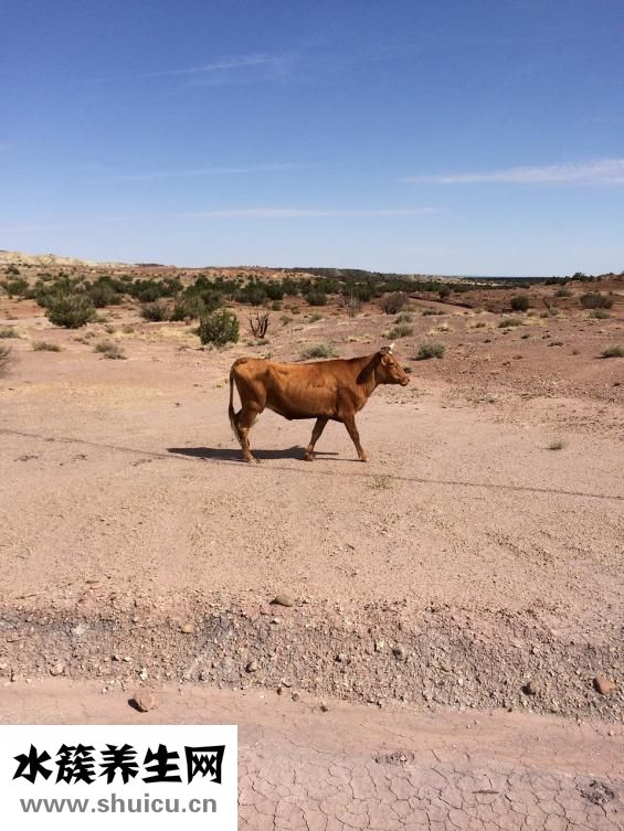 牛肉和蘿卜怎么燒