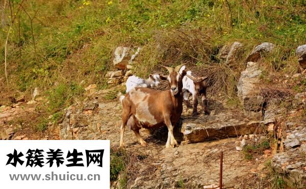 媽媽要找叔叔怎么辦