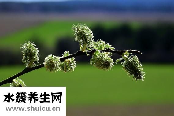 基枝藻怎么培養(yǎng)