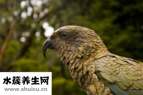 鸚鵡魚長(zhǎng)白點(diǎn)怎么辦