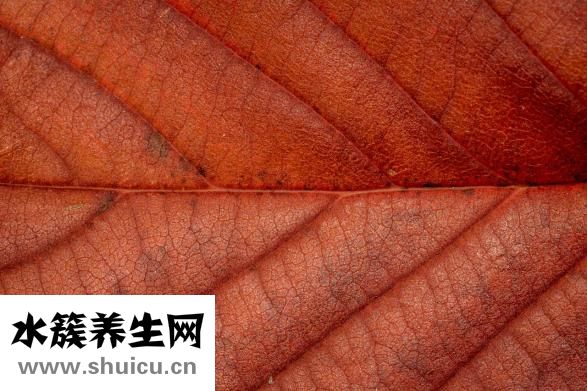 怎么挑選荔浦芋頭