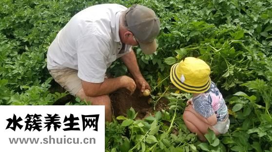 土豆怎么煮比較爛