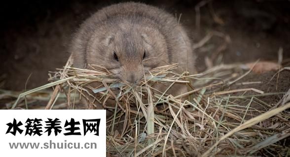 被倉鼠咬到怎么辦