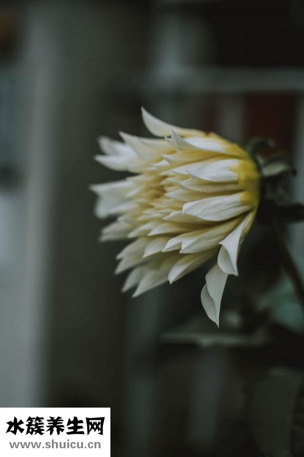 女生長得丑怎么辦