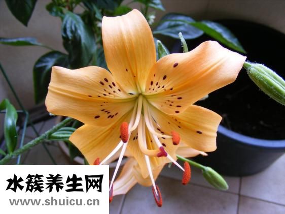 拉花缸怎么選擇