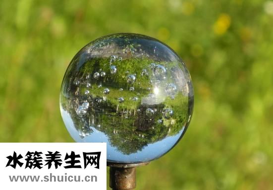 玻璃球花怎么養