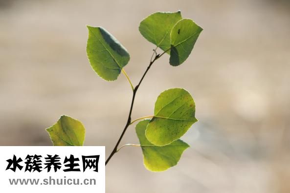 泰國艾凱妮怎么使用