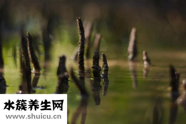 怎么找學(xué)術(shù)文章