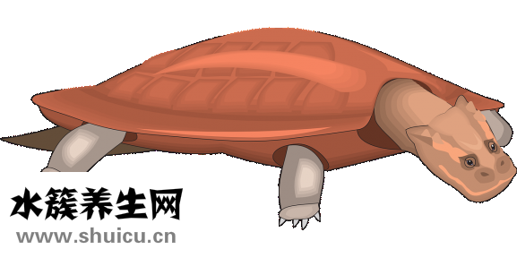 糖炒栗子怎么剝