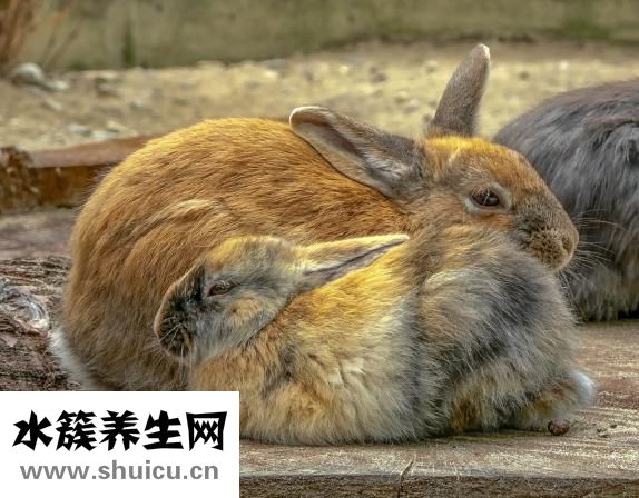 怎么防止狗咬人