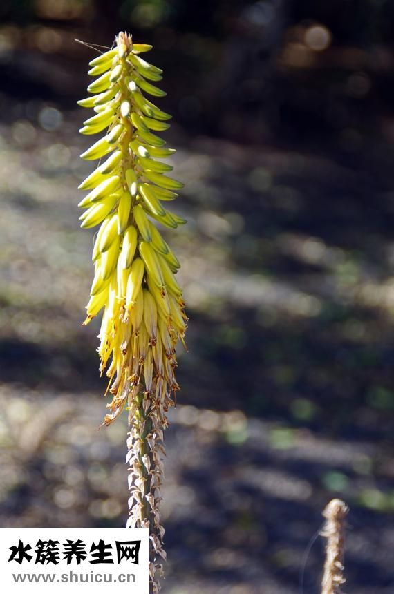 怎么可以去除痘印