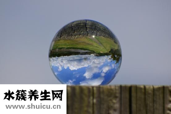 玻璃球花怎么養