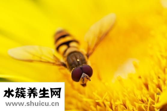 怎么把蒼蠅哄出屋子