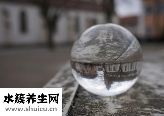 玻璃球花怎么養