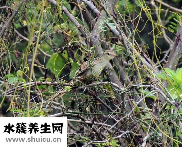 野生黃芪怎么吃