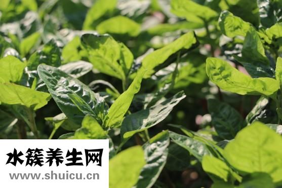 泰國艾凱妮怎么使用