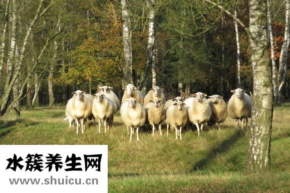 海洋之水怎么用