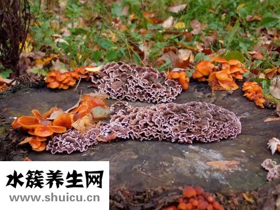 腳指甲發(fā)炎怎么辦